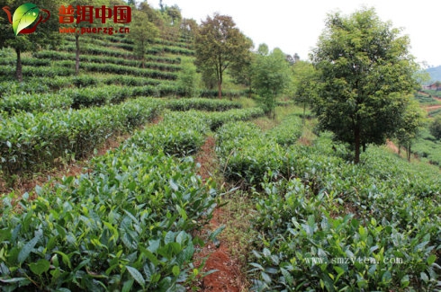 爱叶是块宝——国产性爱一级片欧美亚洲性爱，揭秘大自然中最被低估的宝藏
